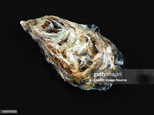 oyster - afrodisíaco fotografías e imágenes de stock