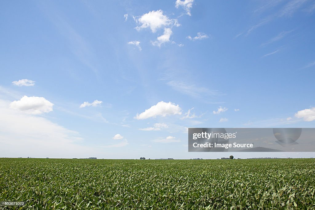Field landscape in argentina