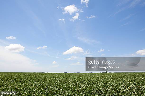 field landscape in argentina - wide angle sky stock pictures, royalty-free photos & images
