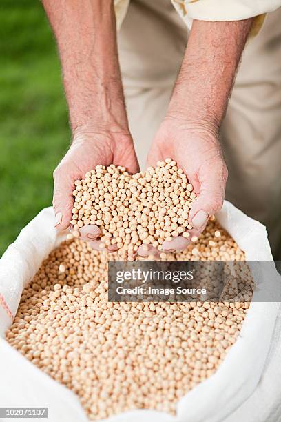 farmer holding soybeans - soybean stock-fotos und bilder