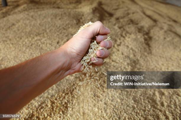 ukraine, dnepropetrovsk, hand full of grain - manciata attività foto e immagini stock