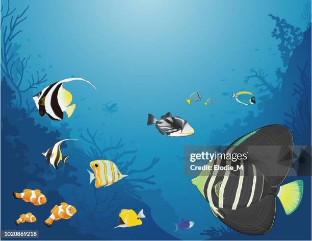 tropical fishes in sea / poissons tropicaux - powder blue surgeonfish stock illustrations