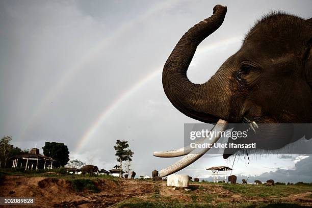 Sumatran elephant rest inbetween patrolling the conservation looking for illegal loggers who are destroying the habitat of Sumatran elephants on June...