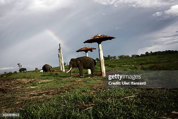 Sumatran elephant rest inbetween patrolling the conservation looking for illegal loggers who are destroying the habitat of Sumatran elephants on June...