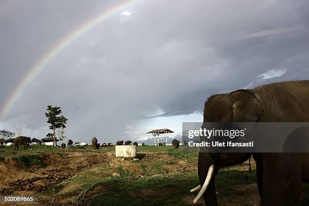 Sumatran elephant rest inbetween patrolling the conservation looking for illegal loggers who are destroying the habitat of Sumatran elephants on June...