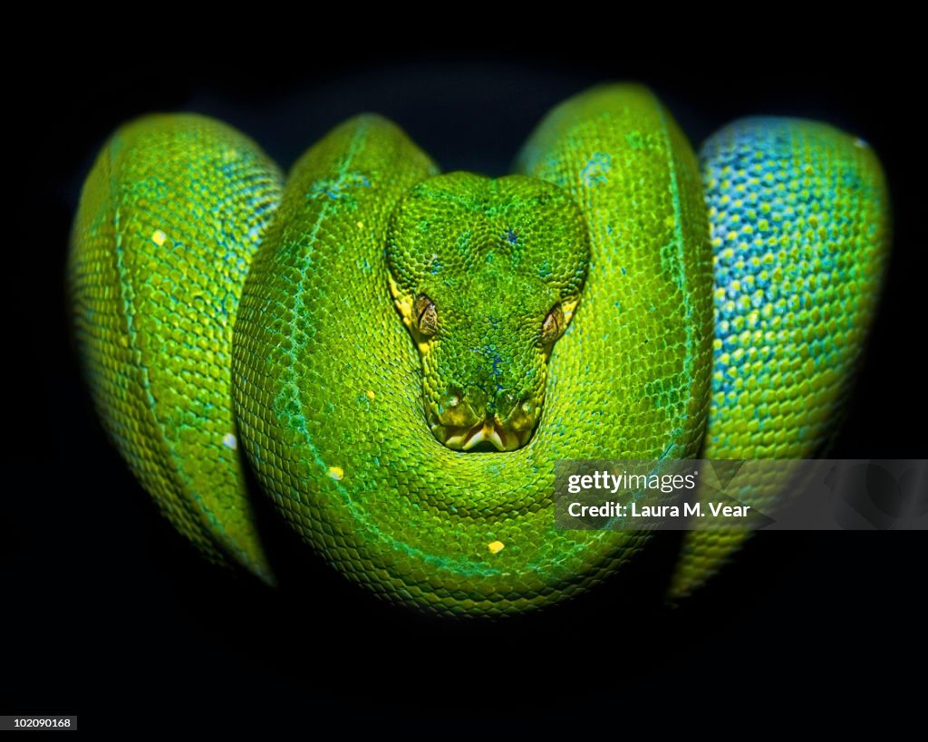 Green Tree Python