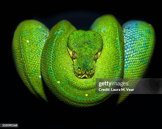 Green Tree Python High-Res Stock Photo - Getty Images