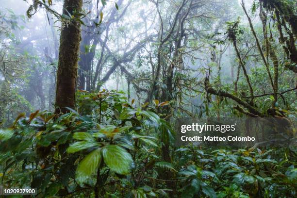 tropical forest, monteverde cloud forest, costa rica - monteverde costa rica stock pictures, royalty-free photos & images