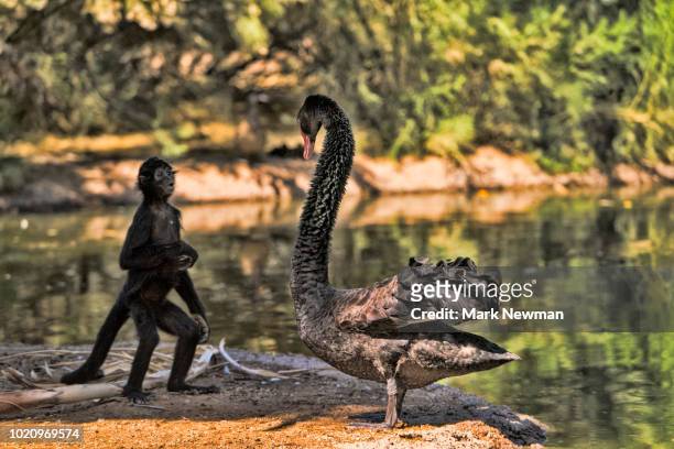 spider monkey and a goose interacting - macaco aranha - fotografias e filmes do acervo