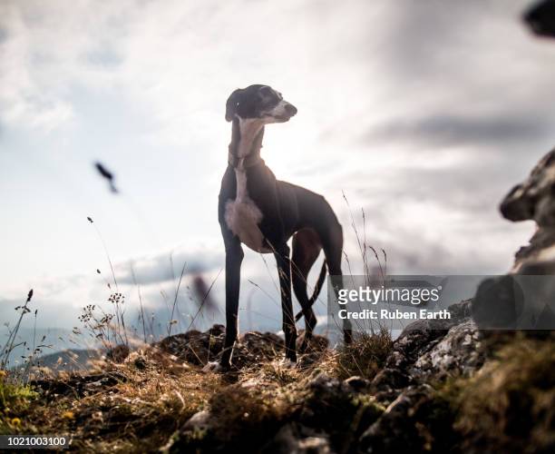 greyhound portrait - greyhound fotografías e imágenes de stock