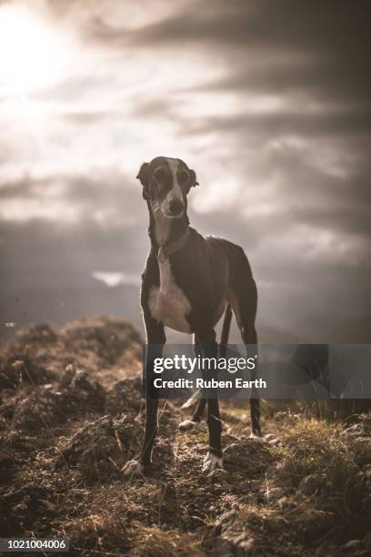 greyhound portrait in the nature - greyhound fotografías e imágenes de stock