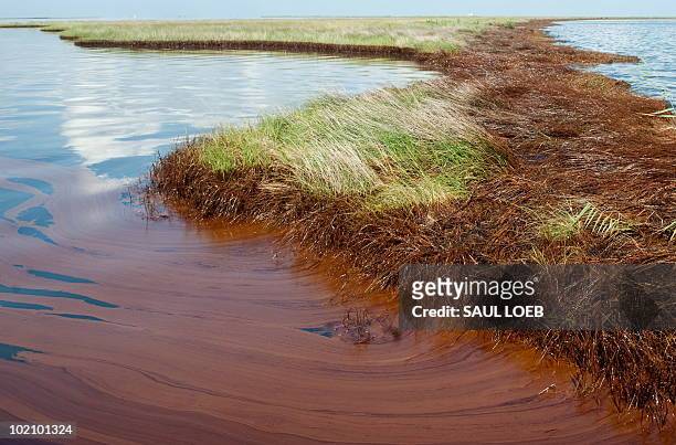 Thick oil from the BP Deepwater Horizon oil spill floats on the surface of the water and coats the marsh wetlands in Bay Jimmy near Port Sulphur,...