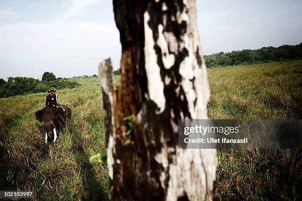 Sumatran elephant and forest rangers on patrols to find for a group of wild elephants that are attacking fields and illegal loggers who are...