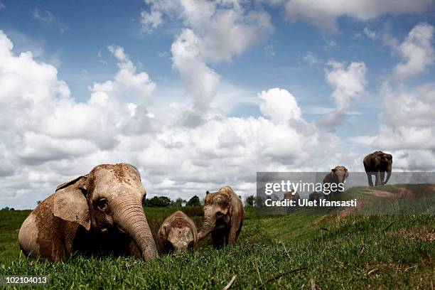 Sumatran elephants out to find food in between patrolling the conservation looking for illegal loggers who are destroying the habitat of Sumatran...