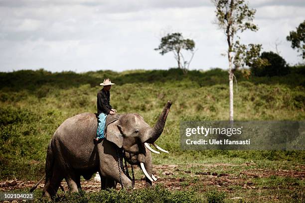 Trainer takes a Sumatran elephant out to find food in between patrolling the conservation looking for illegal loggers who are destroying the habitat...