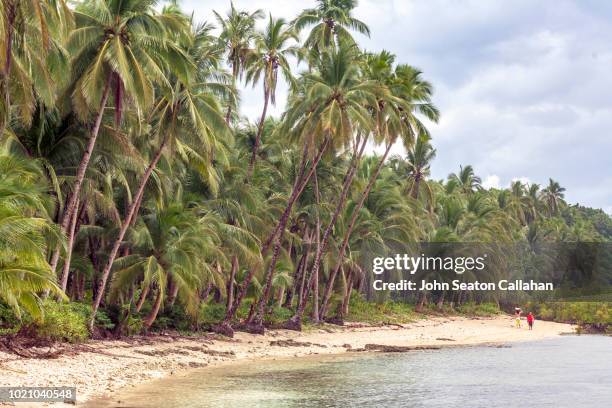 the philippines, surfers in eastern samar - coconut palm tree stock pictures, royalty-free photos & images