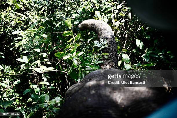 Sumatran elephant and a forest ranger on patrol to find a group of wild elephants that are attacking fields and illegal loggers who are destroying...