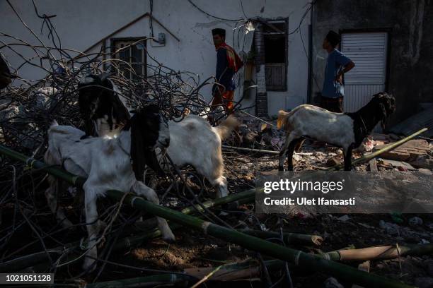 Goats are seen near the ruins of houses as they prepared for slaughter during celebrations for Eid al-Adha on August 22, 2018 in Lombok island,...