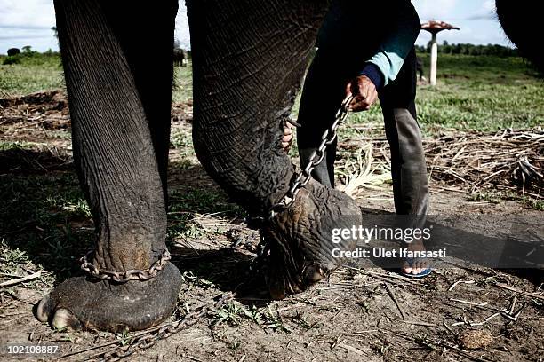 Sumatran elephant being chained by its trainer in between patrolling the conservation looking for illegal loggers who are destroying the habitat of...