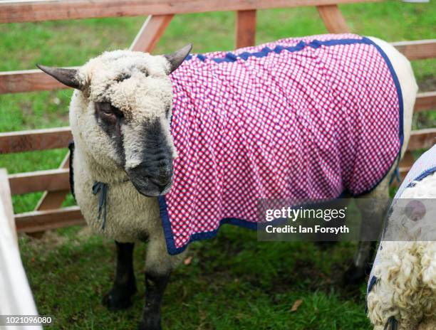 Sheep is draped in a coloured blanket as it stands in its pen during Rosedale Show on August 18, 2018 in Kirkbymoorside, England. Founded in 1871,...