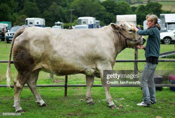 Woman washes her cow ahead of competing during Rosedale Show on August 18, 2018 in Kirkbymoorside, England. Founded in 1871, this annual show is held...