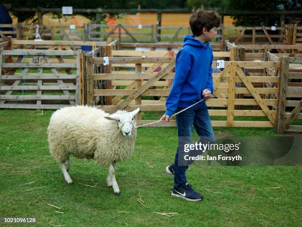 Youngster walks his sheep to the pens during Rosedale Show on August 18, 2018 in Kirkbymoorside, England. Founded in 1871, this annual show is held...