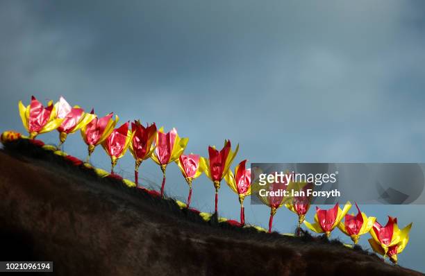 Ribbons adorn the mane of a heavy horse as it is prepared for showing during Rosedale Show on August 18, 2018 in Kirkbymoorside, England. Founded in...