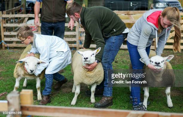 Texel sheep are judged during Rosedale Show on August 18, 2018 in Kirkbymoorside, England. Founded in 1871, this annual show is held in Milburn Arms...