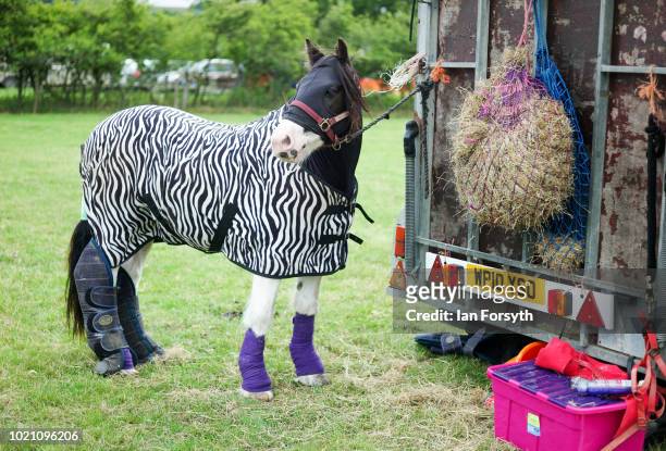 Horse wearing a zebra pattern cover is tethered to a trailer during Rosedale Show on August 18, 2018 in Kirkbymoorside, England. Founded in 1871,...
