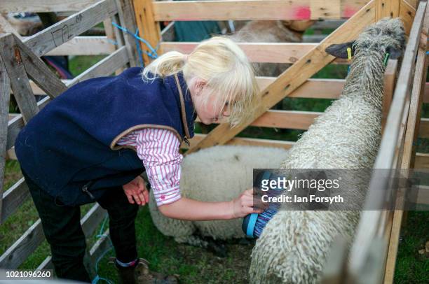 Young girl brushes her sheep during Rosedale Show on August 18, 2018 in Kirkbymoorside, England. Founded in 1871, this annual show is held in Milburn...