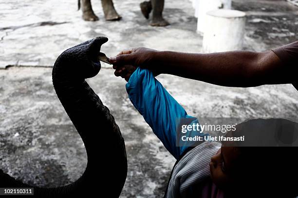 Visitors give donations to Sumatran trained elephant during a circus performance, aside from their role as patrol elephants searching for illegal...