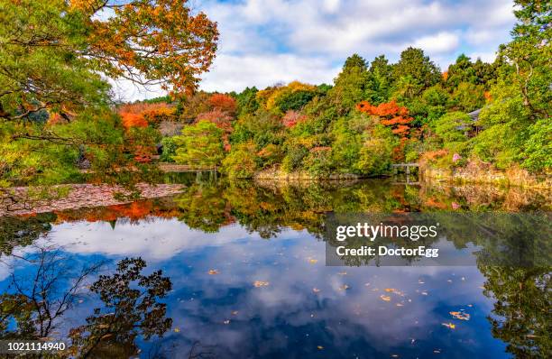 reflection of colourful maple tree in autumn at ryoanji temple, kyoto - ryoan ji stock pictures, royalty-free photos & images