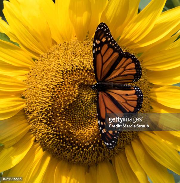 monarch butterfly on a bright yellow sunflower with wings spread - spread wings stockfoto's en -beelden