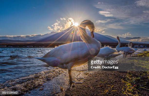 mount fuji and swans with diamond fuji phenomenon at yamanaka lake, japan - light natural phenomenon stock pictures, royalty-free photos & images