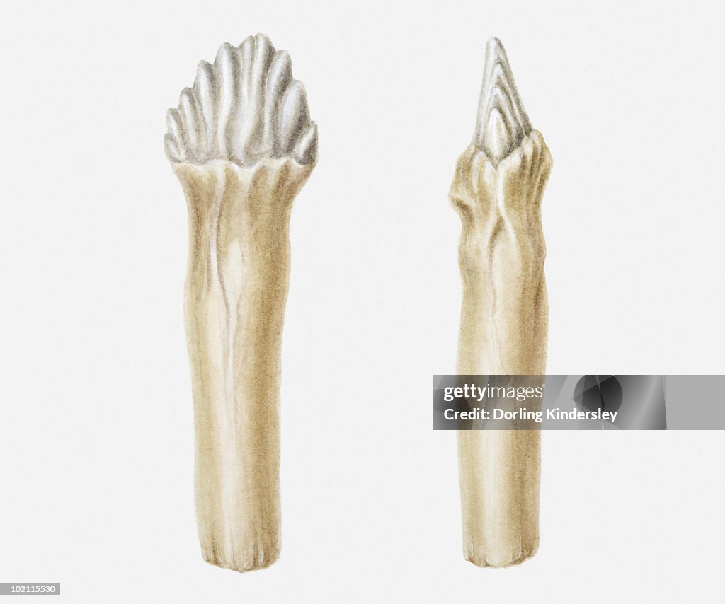 Illustration of the cheek teeth of an Edmontonia dinosaur, Cretaceous period