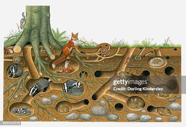 bildbanksillustrationer, clip art samt tecknat material och ikoner med illustration of red fox and european badger living and breeding in burrow system with stoat and rabbits - rabbit burrow
