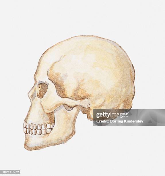 ilustrações de stock, clip art, desenhos animados e ícones de illustration of homo sapiens skull - evolução