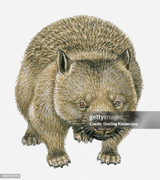 illustration of common wombat (vombatus ursinus) - australian wombats stock illustrations