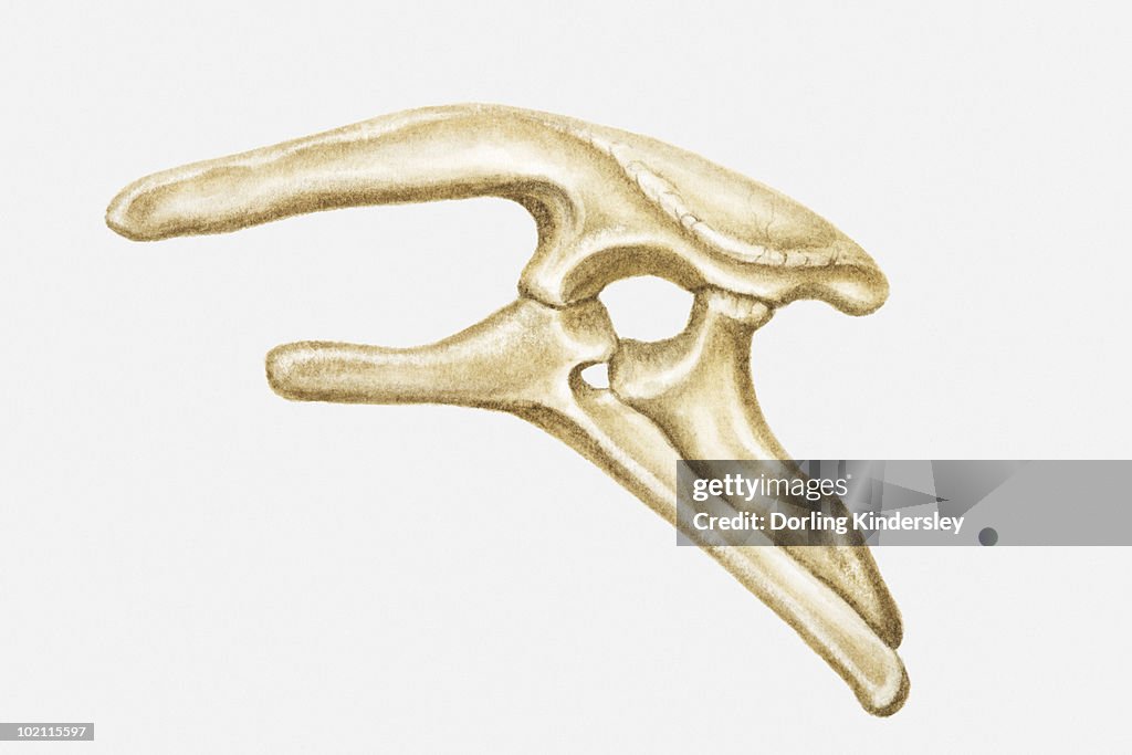 Illustration of the hip bone of a Stegosaurus, a type of Thyreophoran dinosaur, Jurassic period