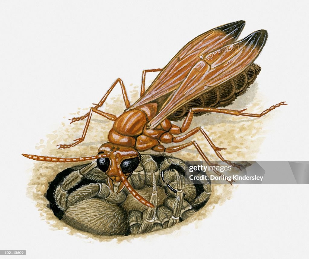 Hand Injecting Spider Illustration Of Spider Wasp Injecting Venom Into Spider In Burrow Stock ...