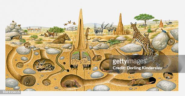 stockillustraties, clipart, cartoons en iconen met illustration of animals living in desert above and and in burrows - holen