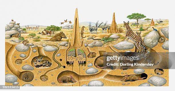 19,508 Burrow Photos and Premium High Res Pictures - Getty Images 19,508 Burrow Photos and Premium High Res Pictures - Getty Images