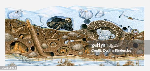 illustration of animals in winter arctic burrow - arctic fox stock illustrations