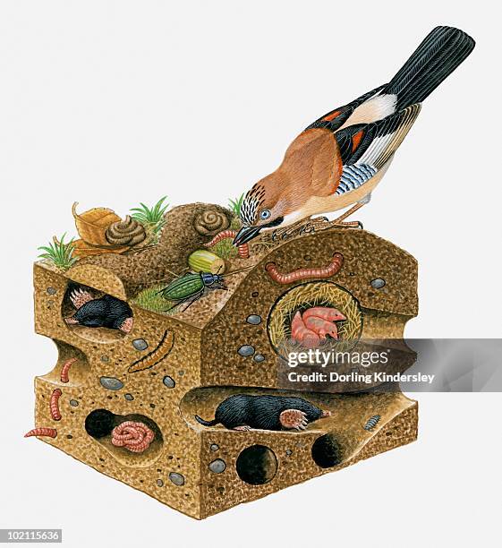 Insect Burrow 42 Beetle Burrow Stock Photos, High-Res Pictures, and Images - Getty Images