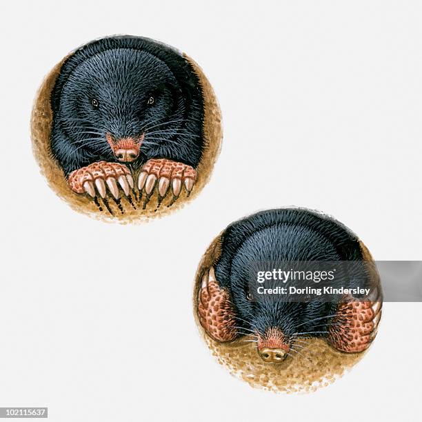 illustrations of common mole (scalopus aquaticus) using paws and long claws to burrow underground - european mole white background stock illustrations