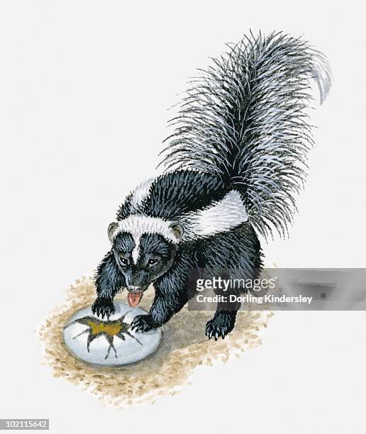 ilustrações de stock, clip art, desenhos animados e ícones de illustration of striped skunk (mephitis mephitis) licking yoke from broken bird's egg - tacaca