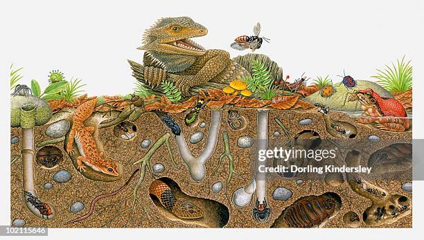 illustration of animals above ground and in burrows - wolfsspinne stock-grafiken, -clipart, -cartoons und -symbole