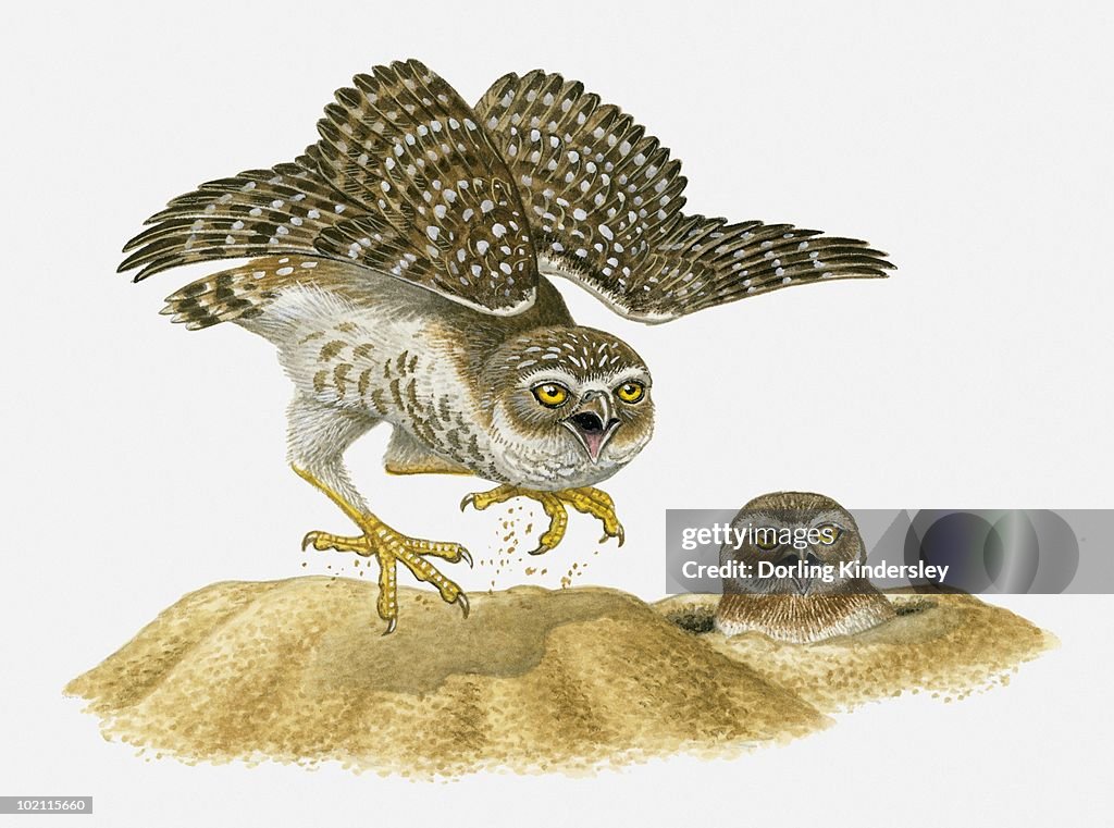 Illustration of Burrowing Owl moving up and down in defensive behaviour as owl in burrow looks on