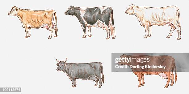 illustration of jersey, friesian, charolais, red poll and dexter - charolais rind stock-grafiken, -clipart, -cartoons und -symbole