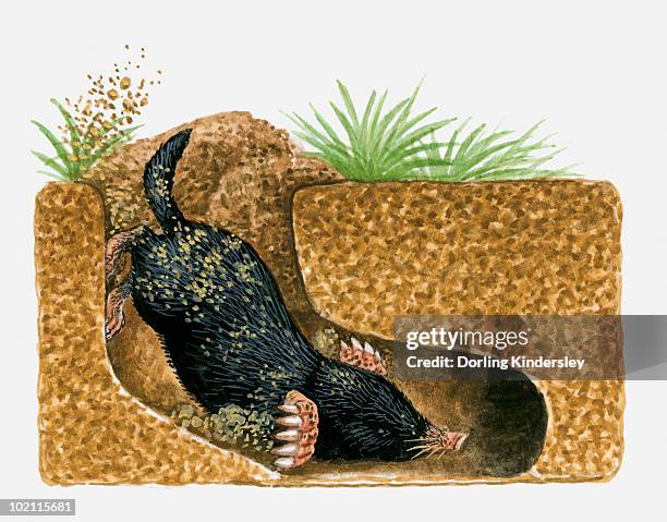 illustration of common mole (scalopus aquaticus) burrowing underground - european mole white background stock illustrations